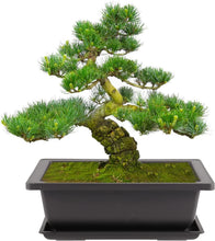 Load image into Gallery viewer, Lightweight 9-Inch Bonsai Pots with Tray - Perfect for Herbs &amp; Miniature Plants