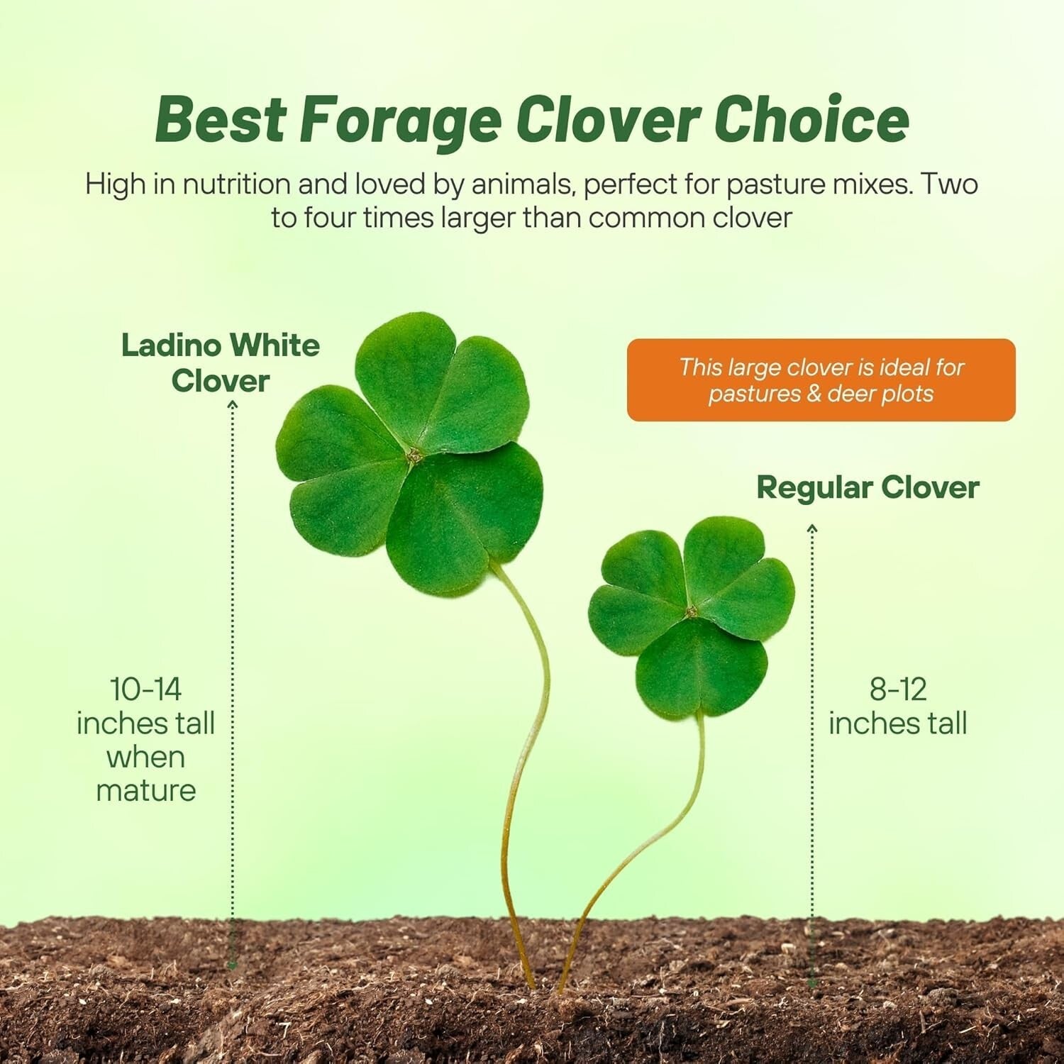 5 lbs. Nitrocoated Perennial White Ladino Clover Seeds - Drought-Tolerant Forage