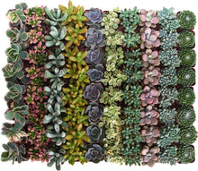 Load image into Gallery viewer, Pastel Succulent Plant Pack - 64 Mini Low-Maintenance Plants for Gifts &amp; Decor
