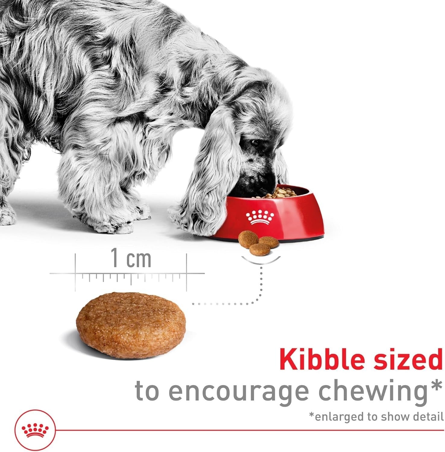 40 lb Medium Adult Dry Dog Food with Antioxidants for Healthy Immune System