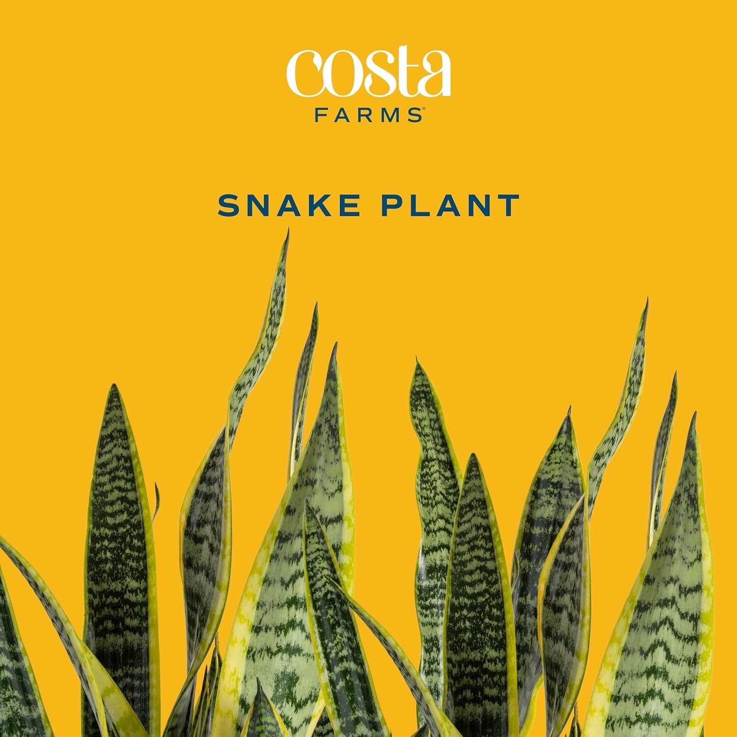 Elegant 3-4 Feet Tall Snake Plant in 12-Inch Pot | Air Purifying Houseplant