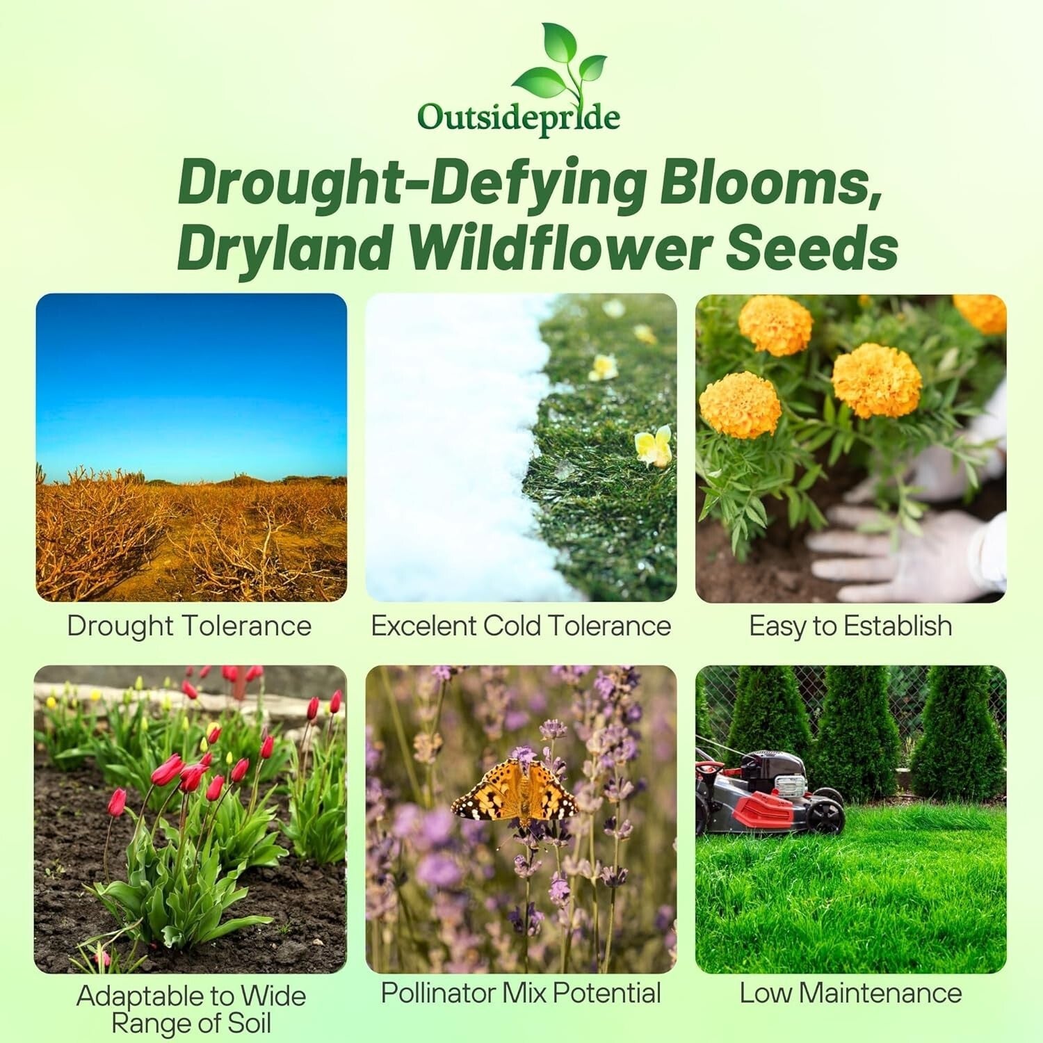 5 lbs. Heirloom Wildflower Seeds – Drought-Tolerant Mix for Full Sun & Shade