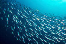 Load image into Gallery viewer, Wild Caught Brisling Sardines in Tomato Sauce - High Protein Keto Snack, 12-Pack