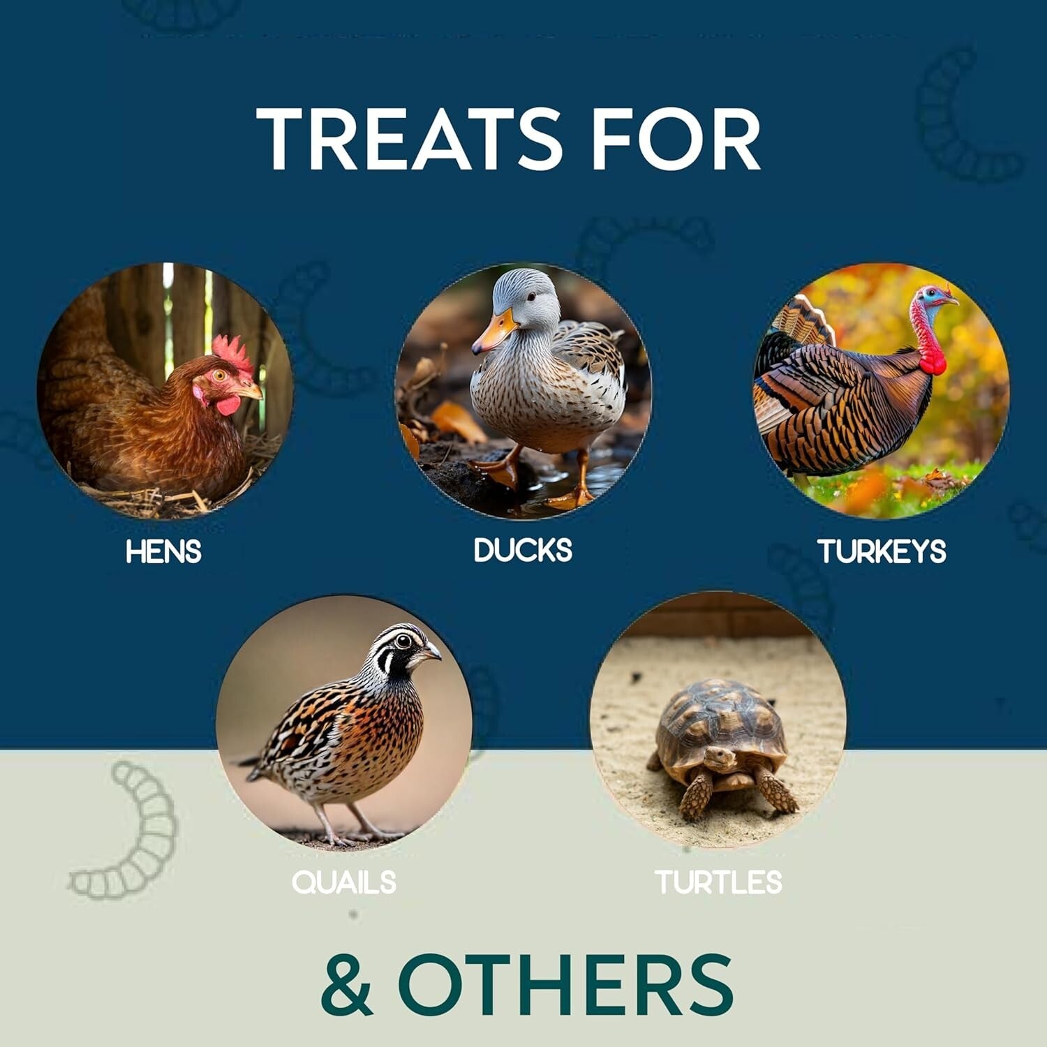 10 lbs Dried Black Soldier Fly Larvae - Protein-Rich Calcium Treats for Chickens