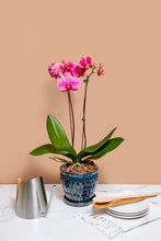 Load image into Gallery viewer, Elegant 6" Teal Jade Ceramic Orchid Pot with Drainage – Ideal for Indoor Plants