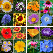 Load image into Gallery viewer, 1LB Wildflower Seed Mix Tub - Attract Pollinators with 300,000+ Easy-Grow Seeds