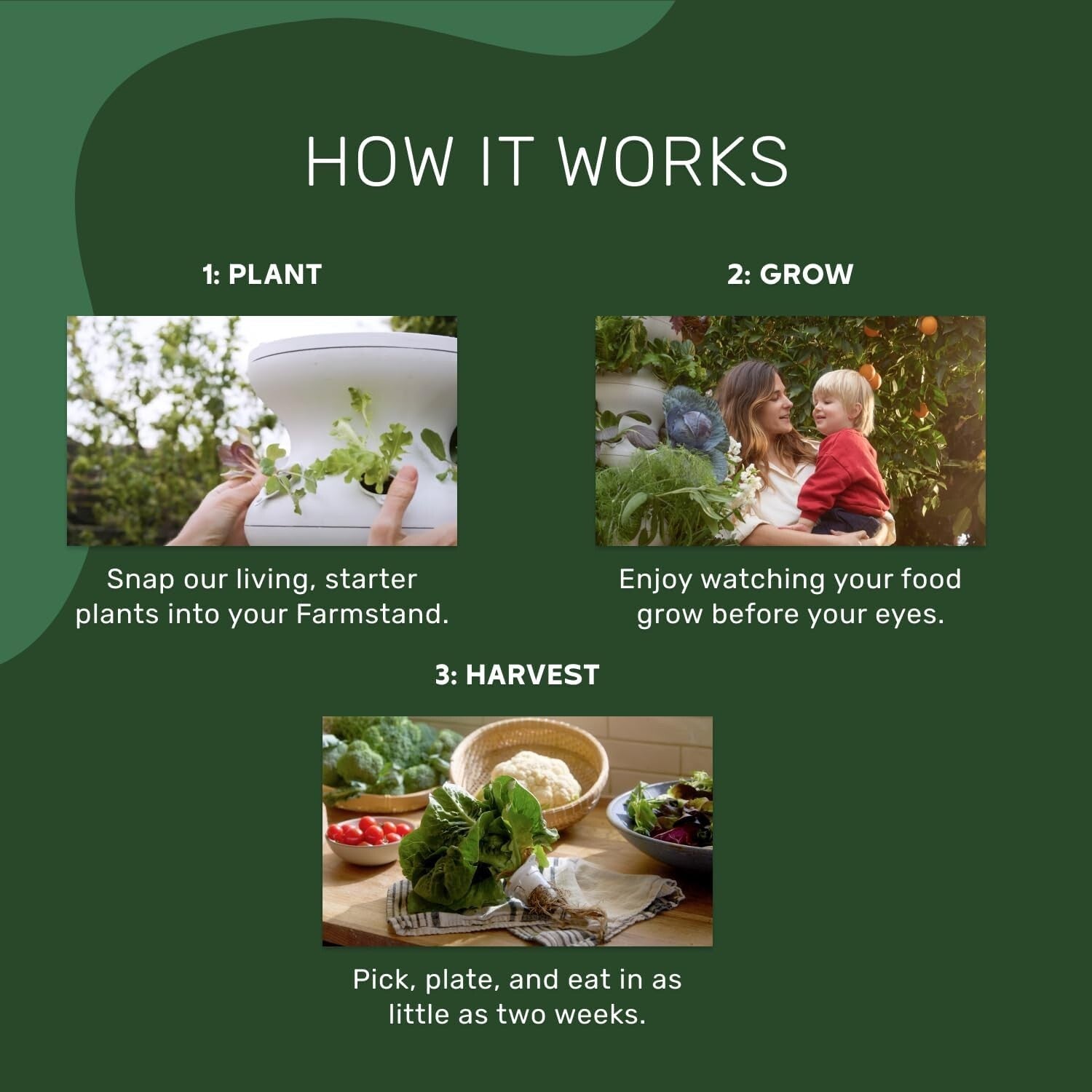 Medium Hydroponic Growing System with 24 Pre-Grown Plants - Self-Watering Tower