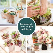 Load image into Gallery viewer, Pastel Succulent Plant Pack - 64 Mini Low-Maintenance Plants for Gifts &amp; Decor