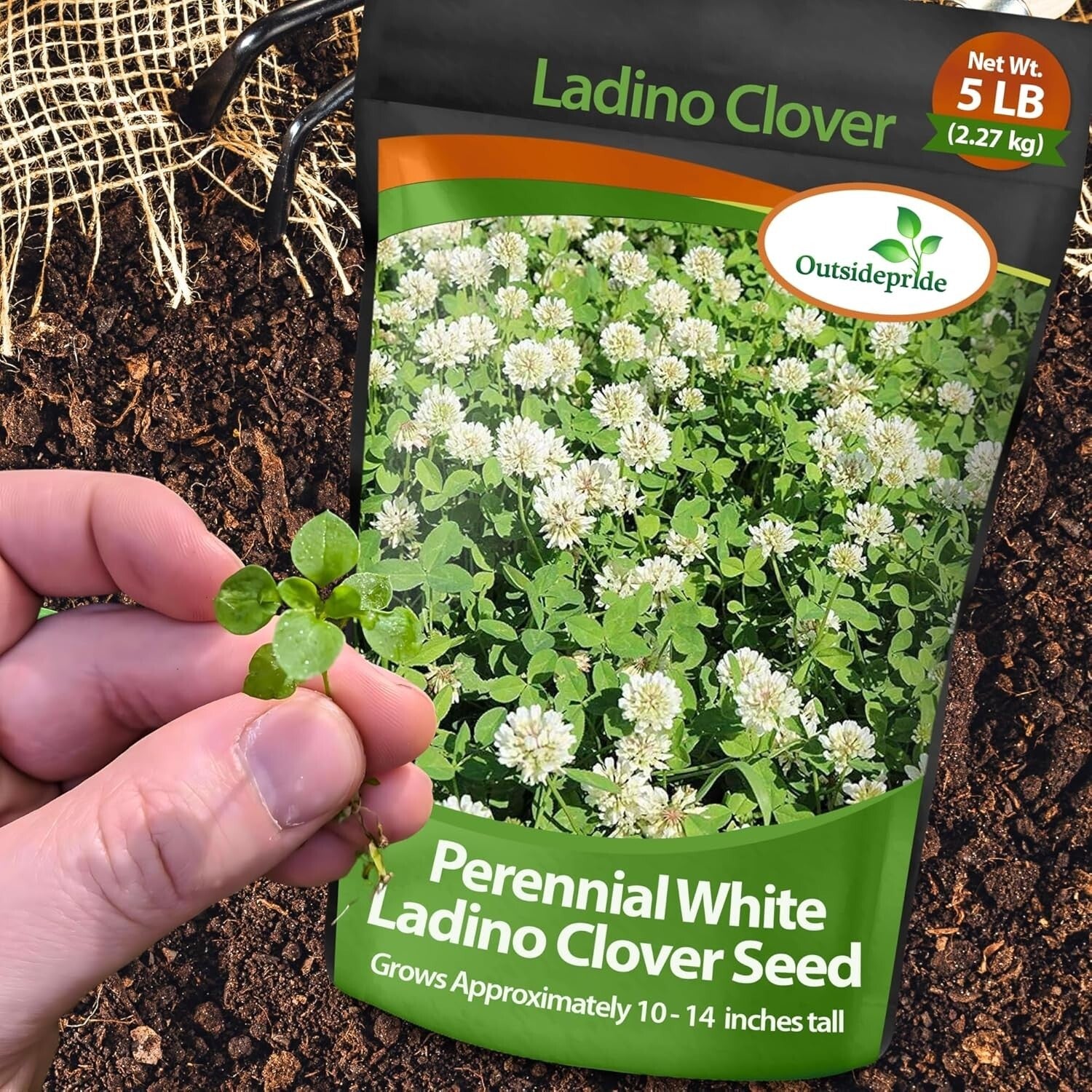 5 lbs. Nitrocoated Perennial White Ladino Clover Seeds - Drought-Tolerant Forage