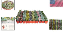 Load image into Gallery viewer, Pastel Succulent Plant Pack - 64 Mini Low-Maintenance Plants for Gifts &amp; Decor
