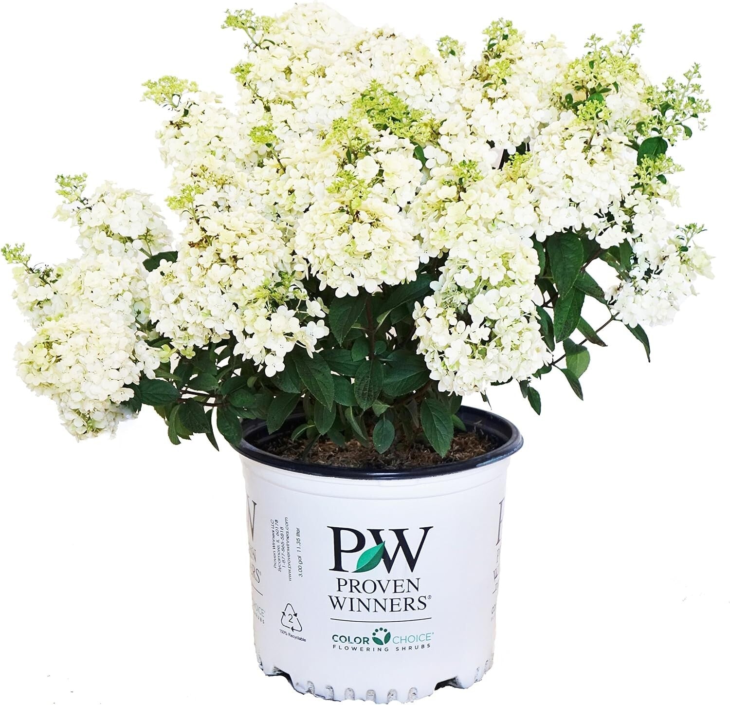 Dwarf Bobo Hydrangea Shrub - White Blooms for Small Gardens, 30-36 in