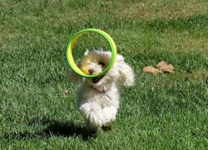 Quickly Exercise Your Dog: Value Pack Flying Ring Launcher & 6 EVA Foam Rings