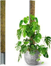 Load image into Gallery viewer, 59'' D-Shape Moss Pole for Climbing Plants - Durable Indoor Plant Support