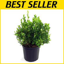 Load image into Gallery viewer, Reliable Blaauw's Pink Azalea Shrub - 4-5ft Height, Perfect for Landscaping