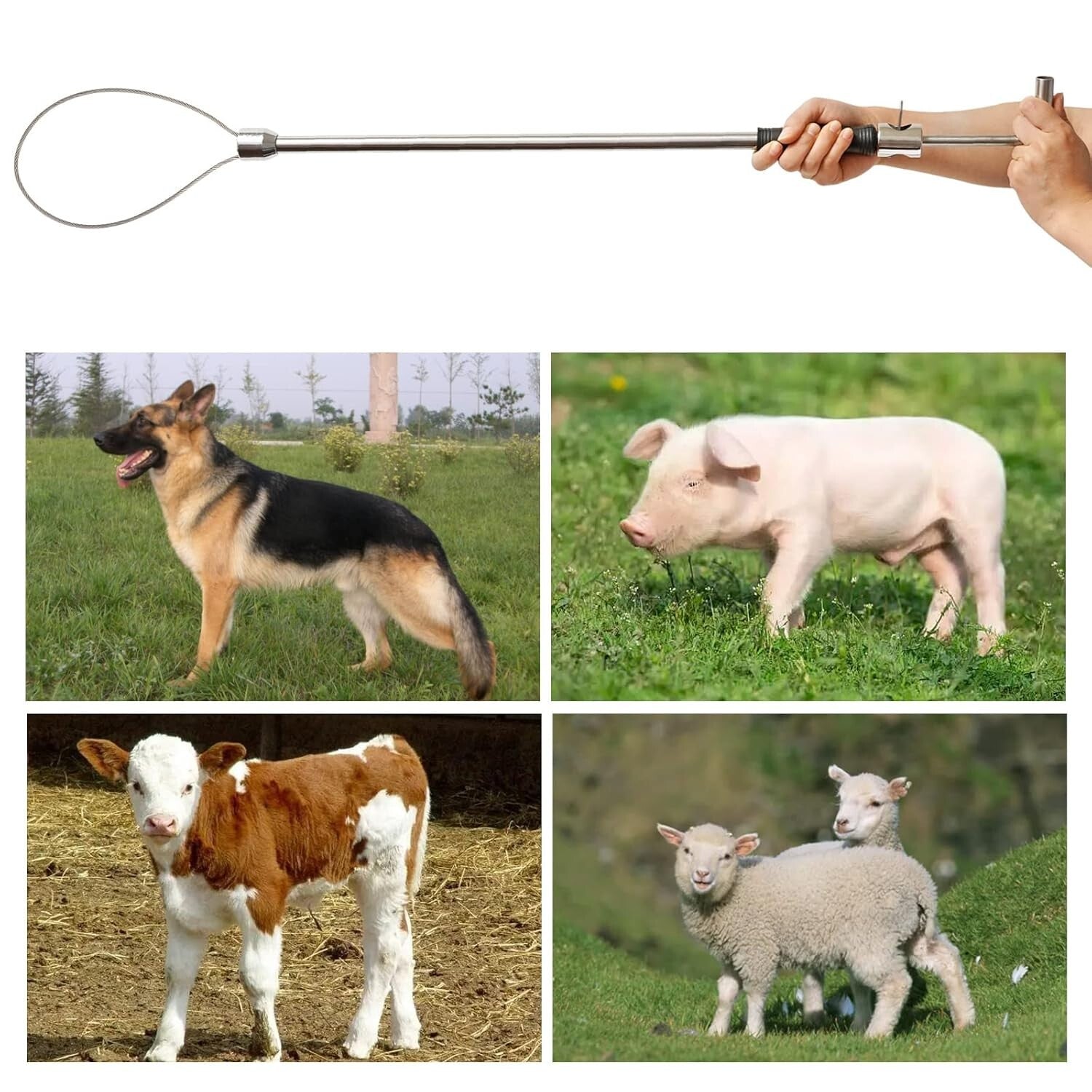 Premium Adjustable Animal Control Pole with Locking Noose for Livestock and Dogs