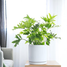 Load image into Gallery viewer, Compact 10" Round Ceramic Planter With Drainage Hole &amp; Protective Pad for Home