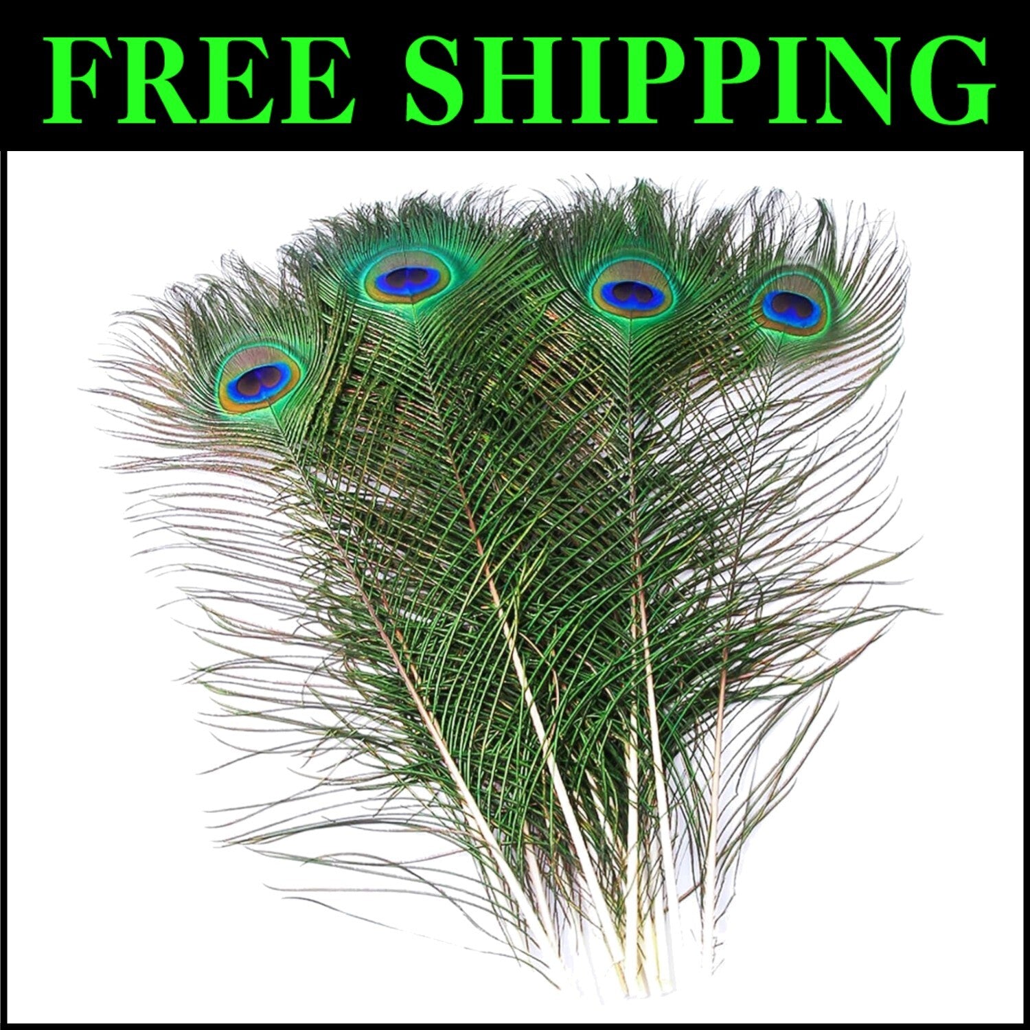 Genuine 100 Pack of Natural Peacock Feathers - Iridescent 16-18 Inch Lengths