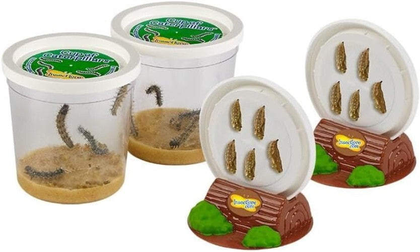 Live Caterpillar Kit with 12" Habitat - Experience Butterfly Metamorphosis