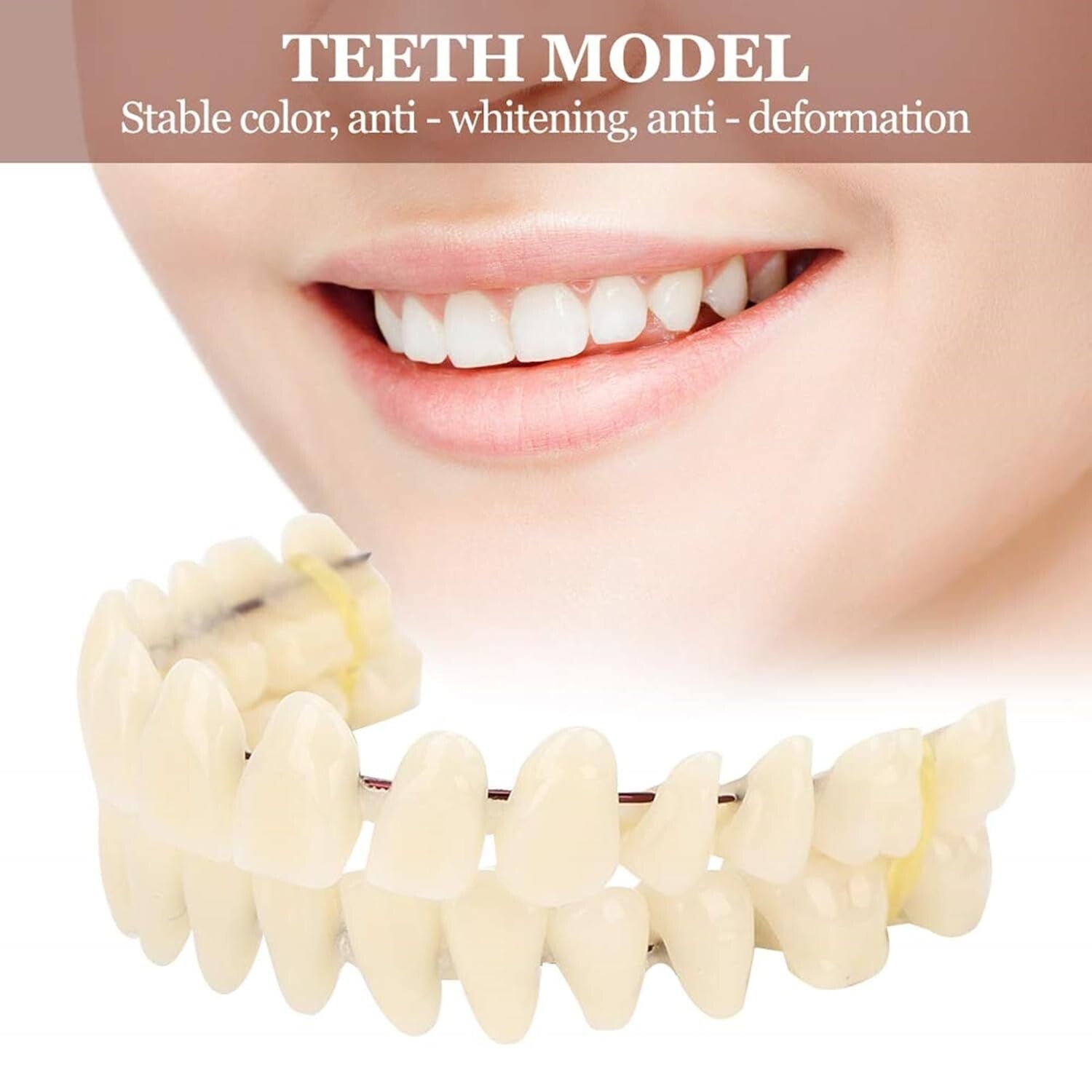 Customizable Teaching Model Set of 280 Resin Dentures for Dentistry Students