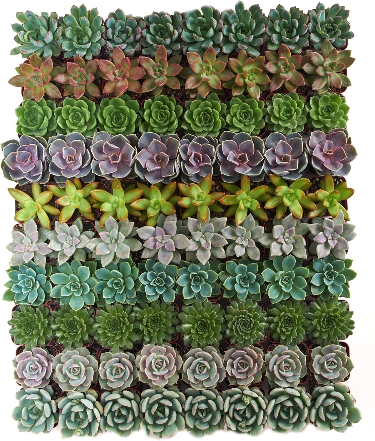 Charming Rosette Succulent Plant Pack - 100 Unique Live Succulents for Gifting