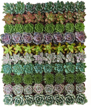 Load image into Gallery viewer, Charming Rosette Succulent Plant Pack - 100 Unique Live Succulents for Gifting