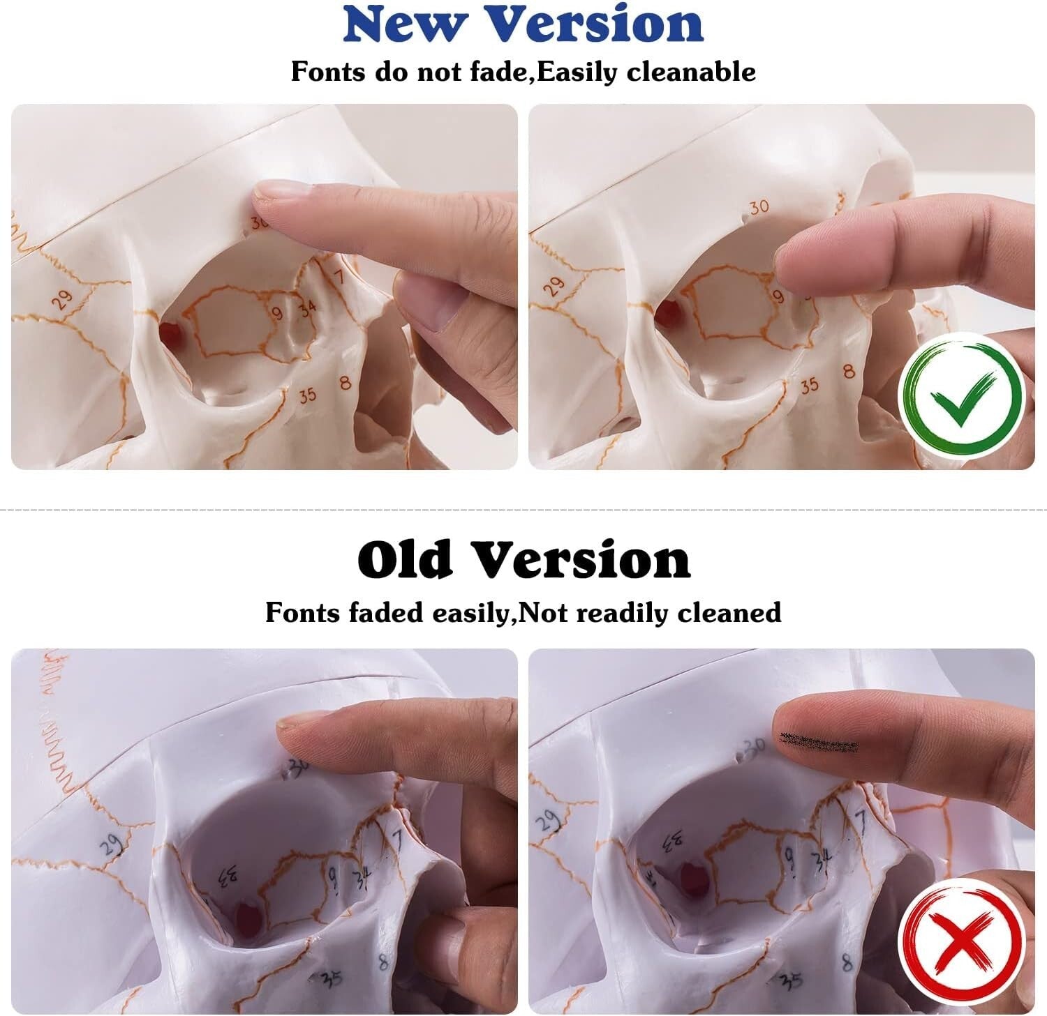 Non-Toxic PVC Life-Size Anatomical Skull with Permanent Laser Fonts for Learning