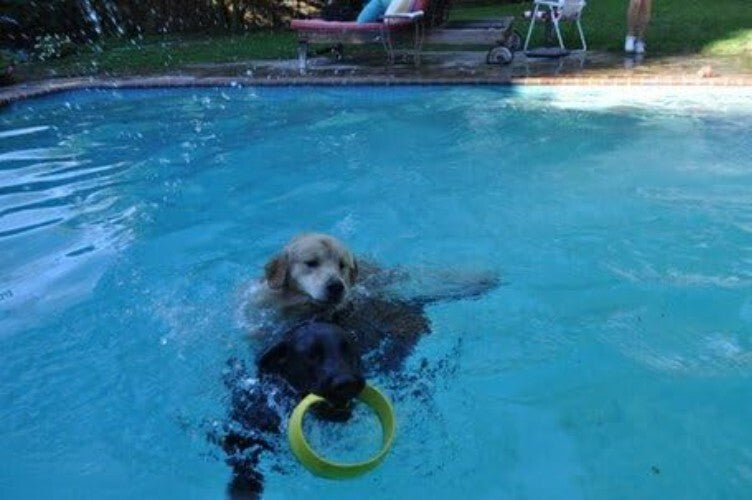 Quickly Exercise Your Dog: Value Pack Flying Ring Launcher & 6 EVA Foam Rings