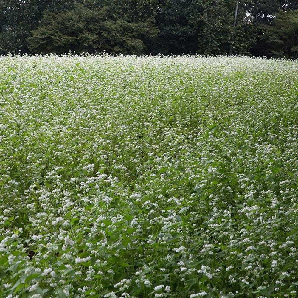 Buckwheat Seeds - 10lbs for Sustainable Cover Crop & Biodiversity Enhancement