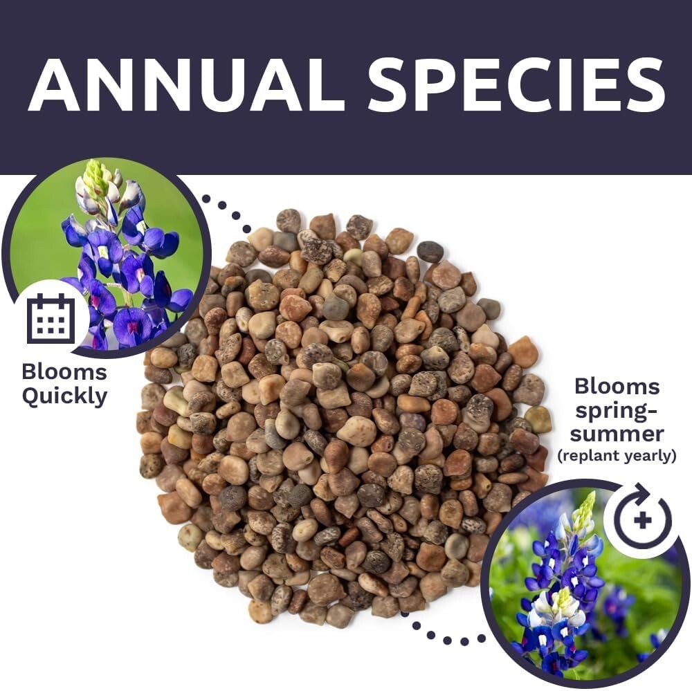 Bulk 1/4 Pound Bluebonnet Seeds - Over 4000 Fresh Wildflowers for Texas Gardens
