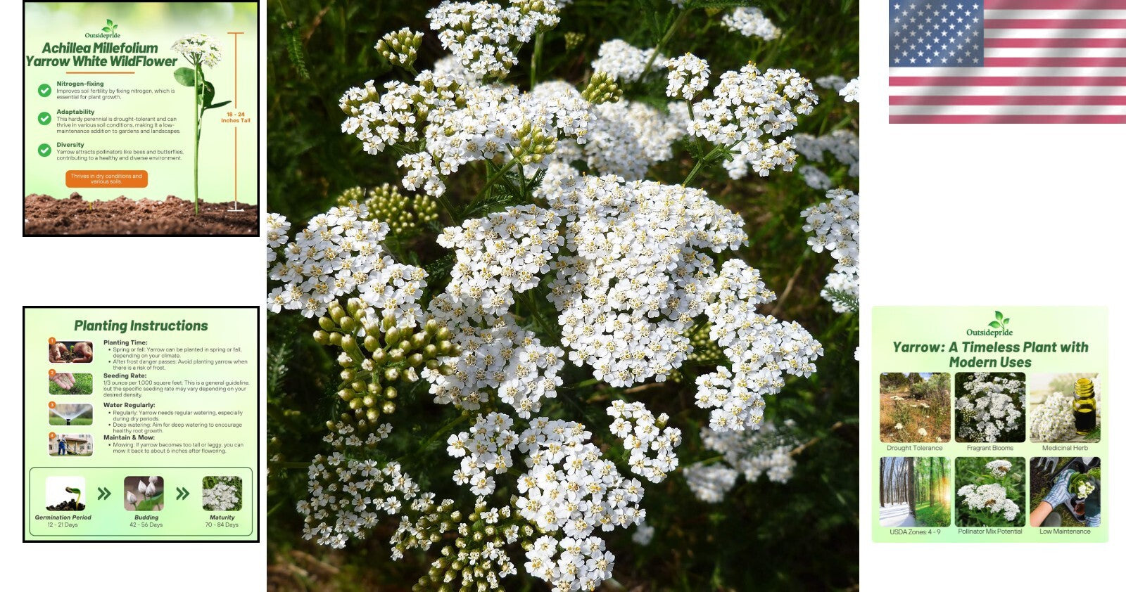 GMO-Free Wildflower Seeds - 1 lb Achillea Millefolium Yarrow for Outdoor Gardens