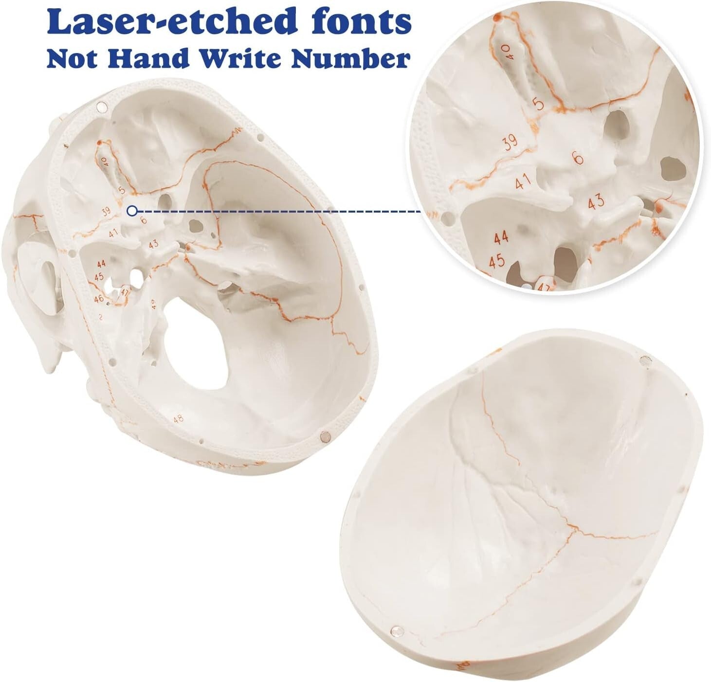 Non-Toxic PVC Life-Size Anatomical Skull with Permanent Laser Fonts for Learning