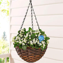 Load image into Gallery viewer, Multicolored 6-Pack of Automatic Plant Watering Globes – 200 ml Each for 7 Days
