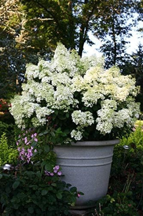 Low-Maintenance Bobo Hydrangea with Large White Blooms - Ideal for Home Gardens