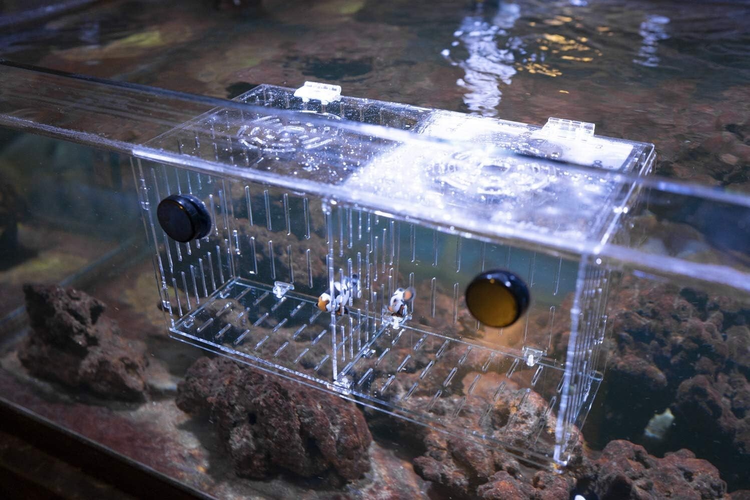 Clear Acrylic Acclimation Box for Fish Breeding - Magnetic Isolation Tank