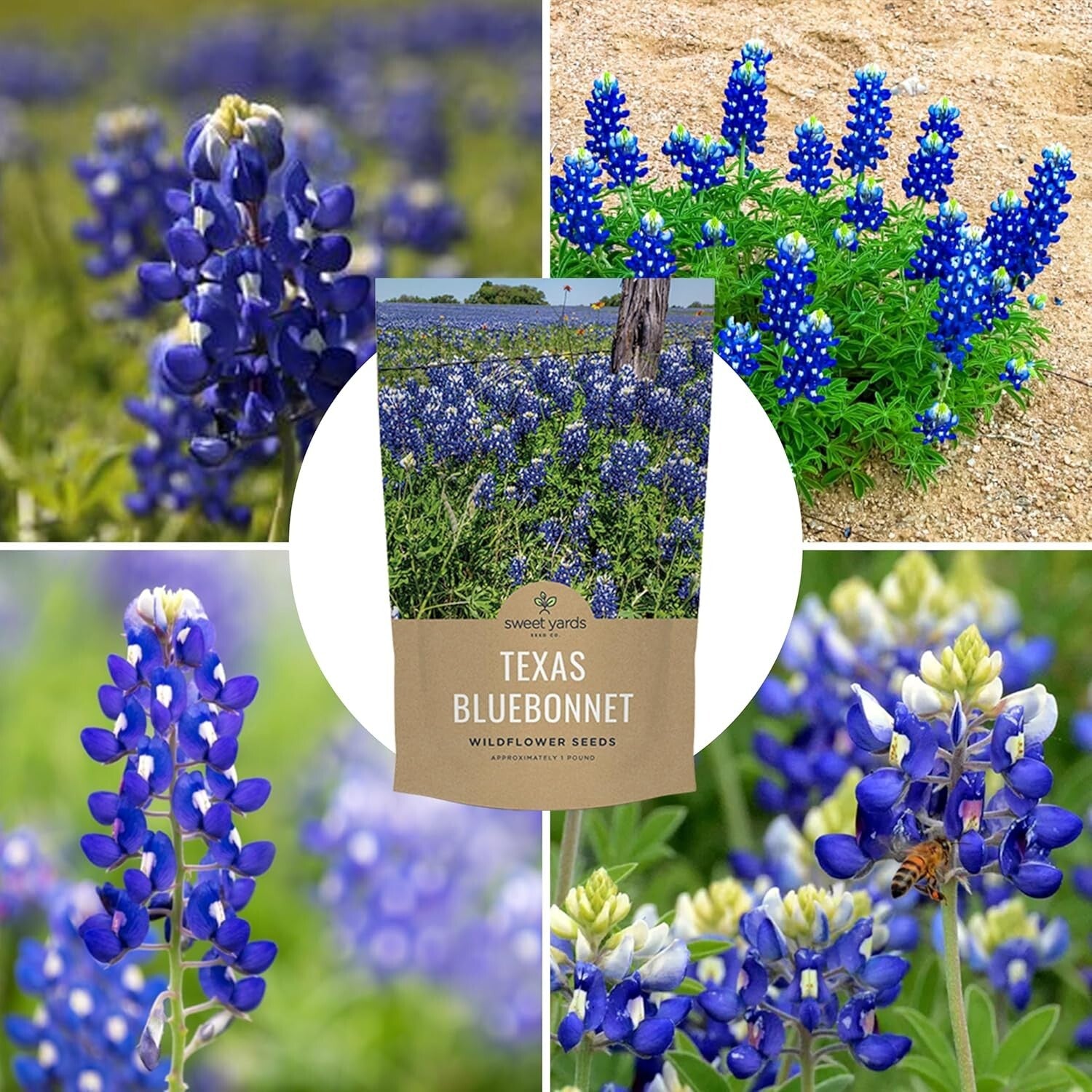 Guaranteed Growth 1 lb Texas Bluebonnet Wildflower Seeds - Perfect Garden Gift