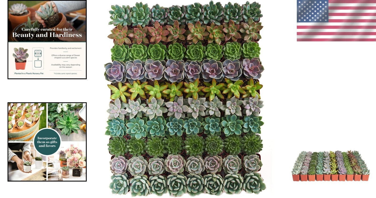 Charming Rosette Succulent Plant Pack - 100 Unique Live Succulents for Gifting