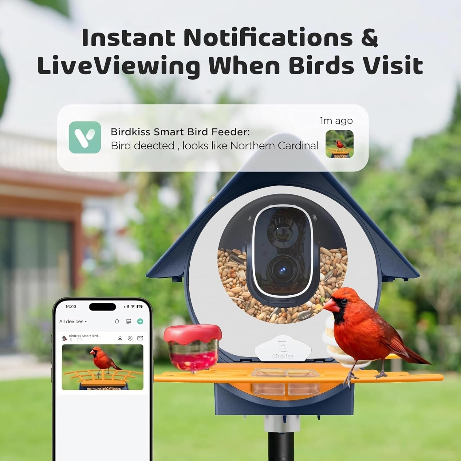 Solar Smart Bird Feeder - Capture, Identify and Enjoy Various Bird Species