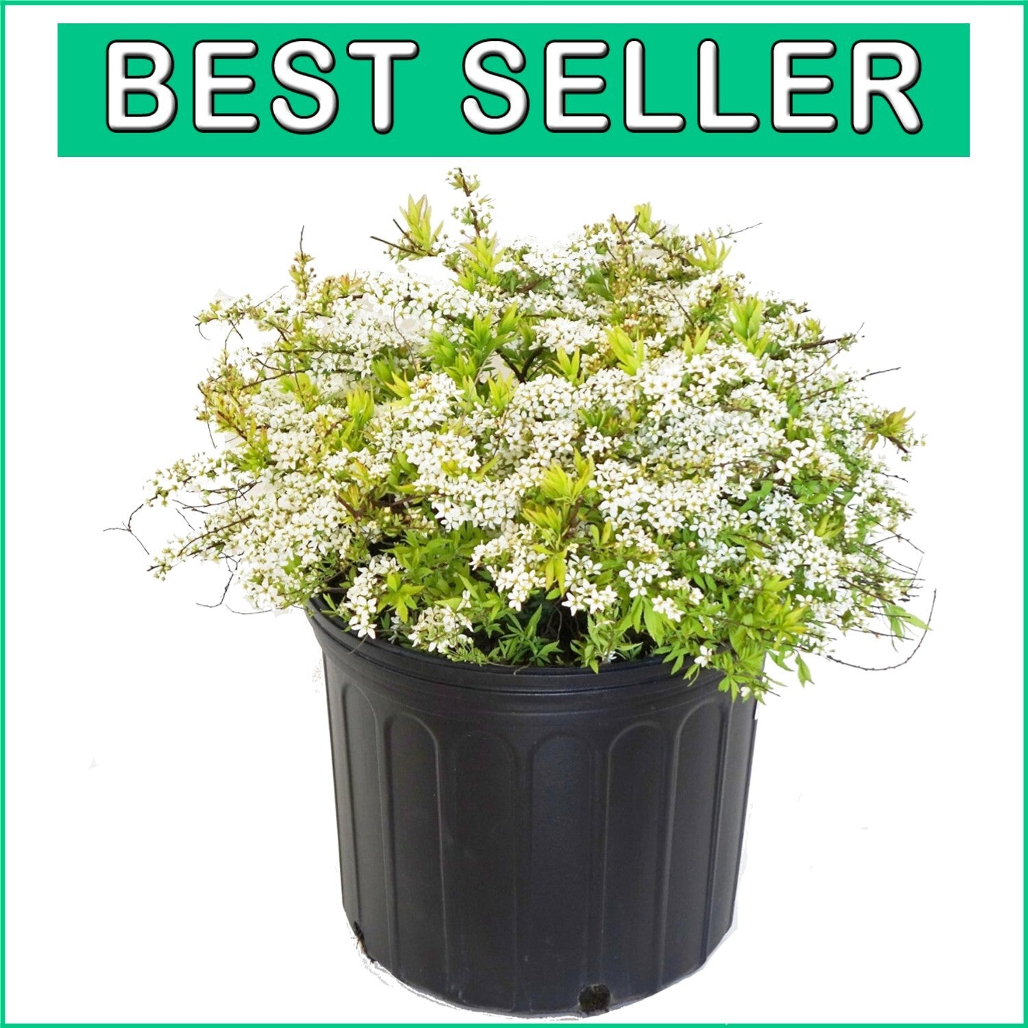 Enchanting Mellow Yellow Spirea – Beautiful Springtime White Blooms Included