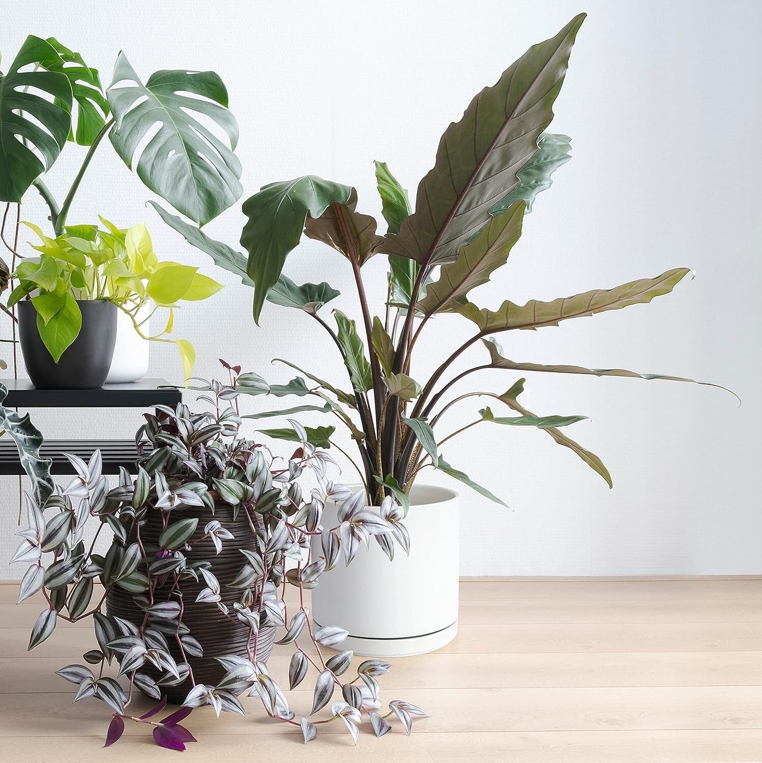 Durable Set of 2 Glazed Ceramic 8-Inch Planters with Drainage Accessories