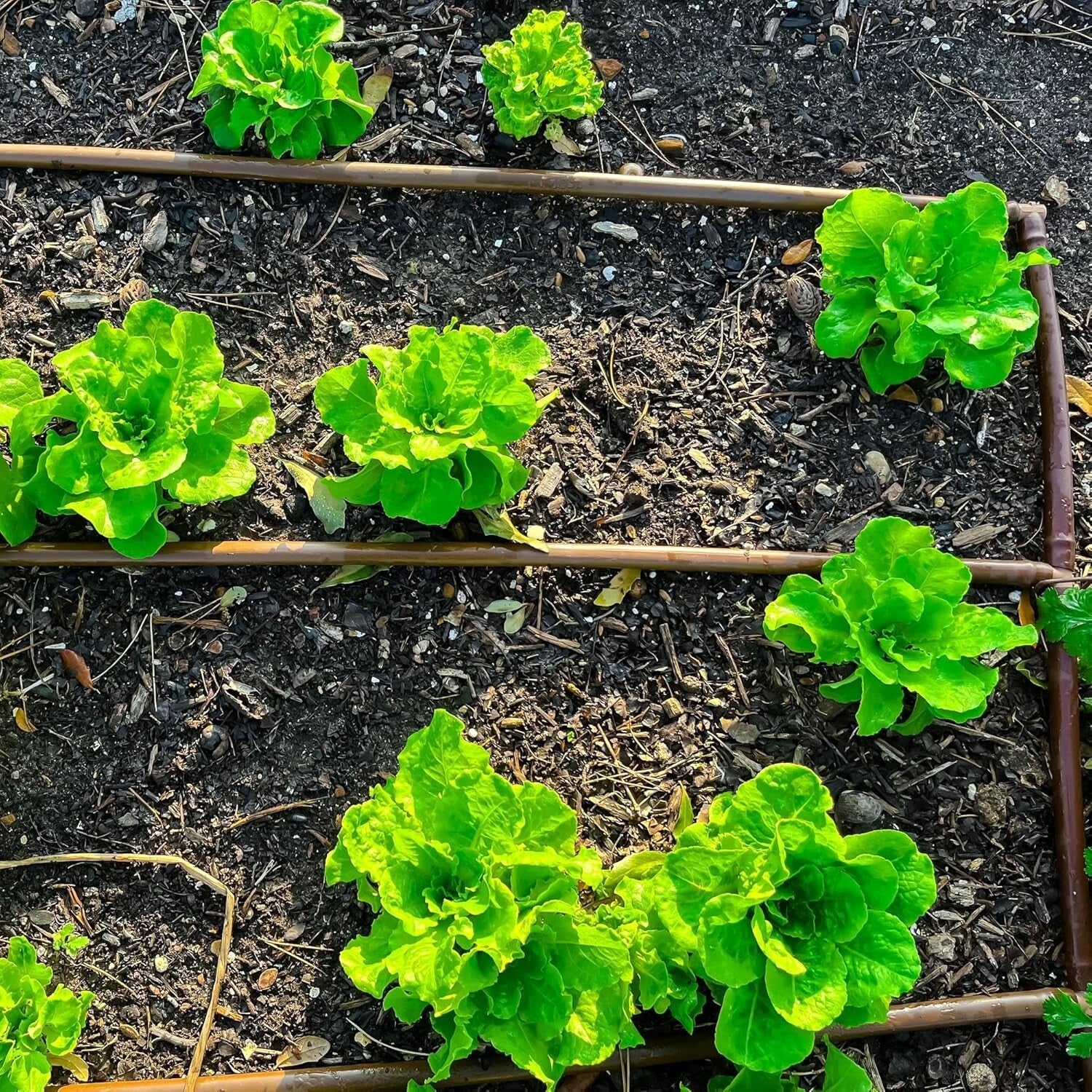 Efficient 1/4-Inch Dripline Roll with 6-Inch Emitting Sockets - 500 Foot Length