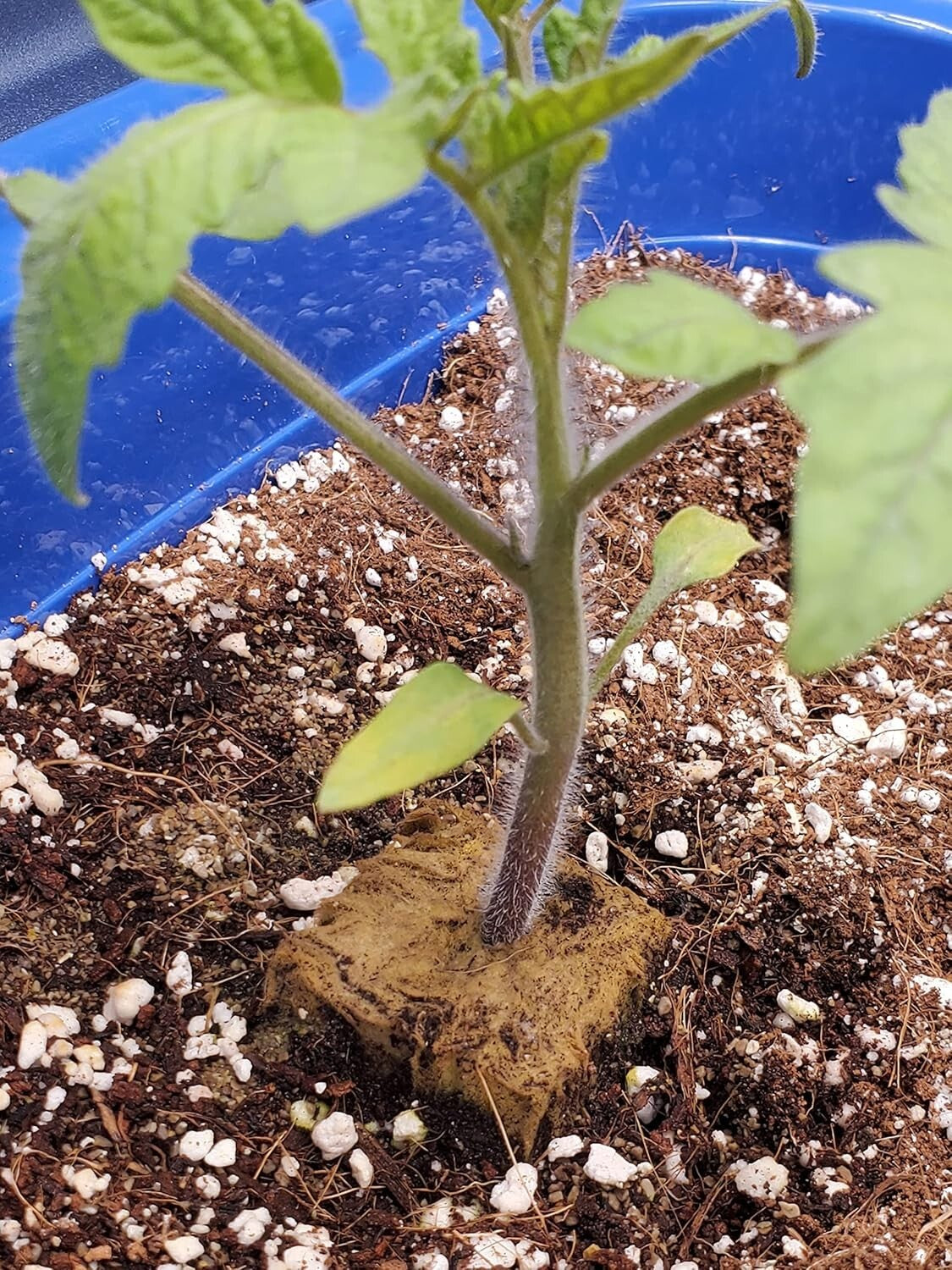 Natural 30QT Perlite for Aeration & Drainage - Ideal Soil Amendment for Plants