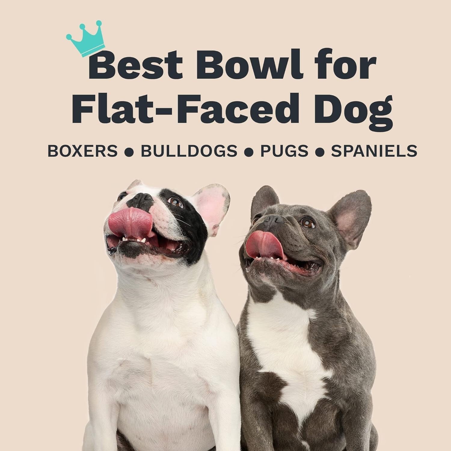 Large Slanted Pet Bowl with Raised Ridge - Stainless Steel and No Spill Design