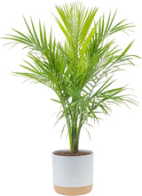 Load image into Gallery viewer, Majestic 3-4 Feet Tall Palm Plant in Elegant Modern Planter - Great Gift Idea