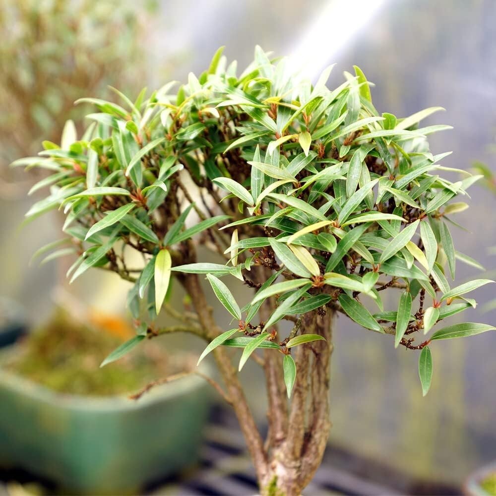 Exquisite Narrow Leaf Ficus Bonsai Tree - Indoor Plant in Elegant Ceramic Pot