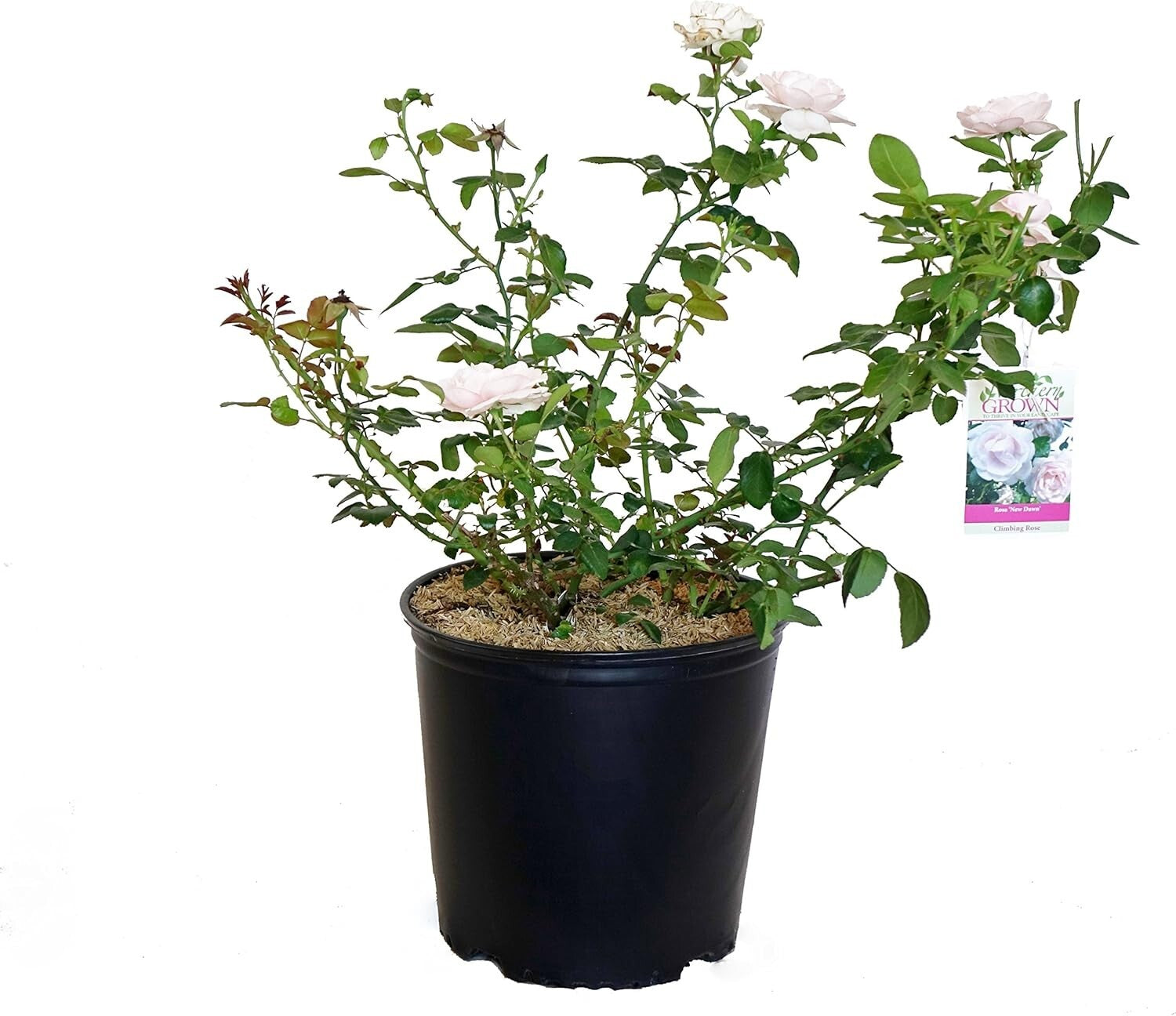 Enchanting Rosa 'New Dawn' Climbing Rose - Double Blooms & Butterfly Attraction