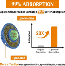 Load image into Gallery viewer, High-Potency 30mg Liposomal Spermidine Supplement - 99% Absorption, 180 Softgels