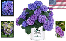 Load image into Gallery viewer, 3-Gallon Let's Dance Rhythmic Blue Hydrangea - Blooming in Spring and Winter