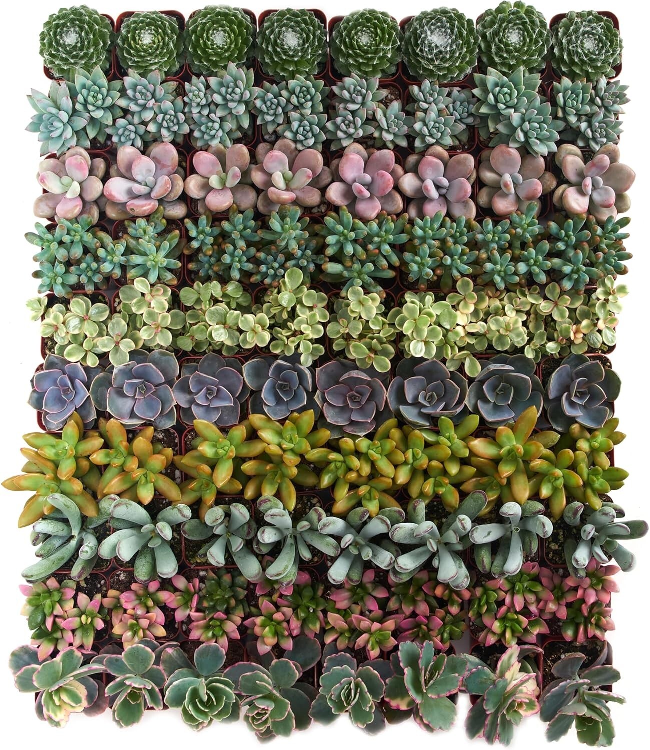Assorted Live Mini Succulent Collection - 100 Low Maintenance Plants for Gifts