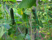 Load image into Gallery viewer, UV Stabilized Garden Trellis Netting for Tomatoes &amp; Vines - 2-Pack 32.8' x 6.6'