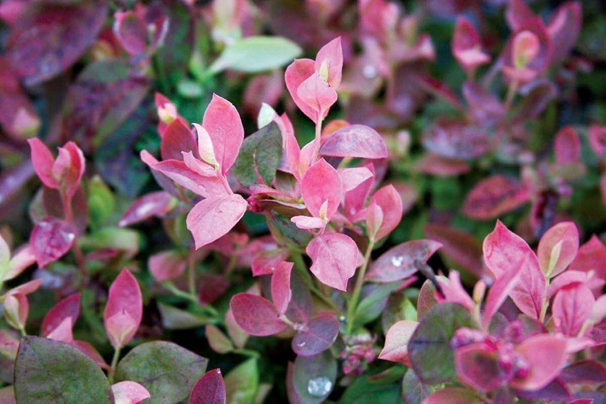 Bushel and Berry Pink Icing Blueberry Edible Shrub - Gorgeous Year-Round Foliage